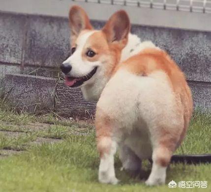 宠物狗的品种及图片柯基:柯基相比其他小型犬到底好不好养？
