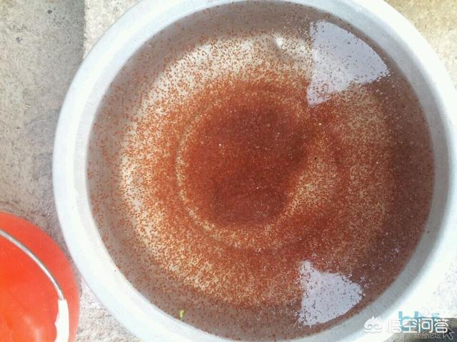 小金鱼吃什么图片:金鱼除了能喂鱼饲料还能喂什么？