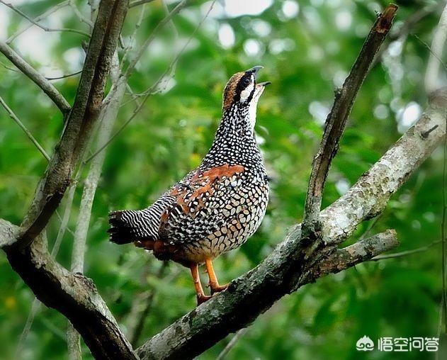 鷓鴣是什麼品種的鳥