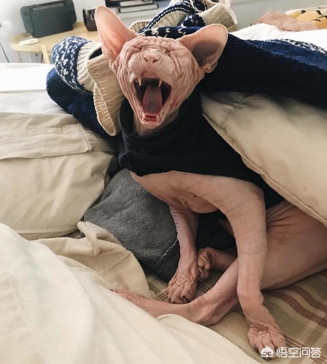 加拿大无毛猫:为什么会有人喜欢养加拿大无毛猫