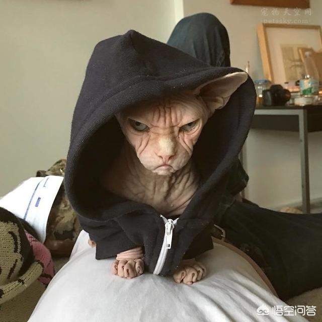 斯芬克斯猫可以纹身:为什么会有人喜欢养加拿大无毛猫？