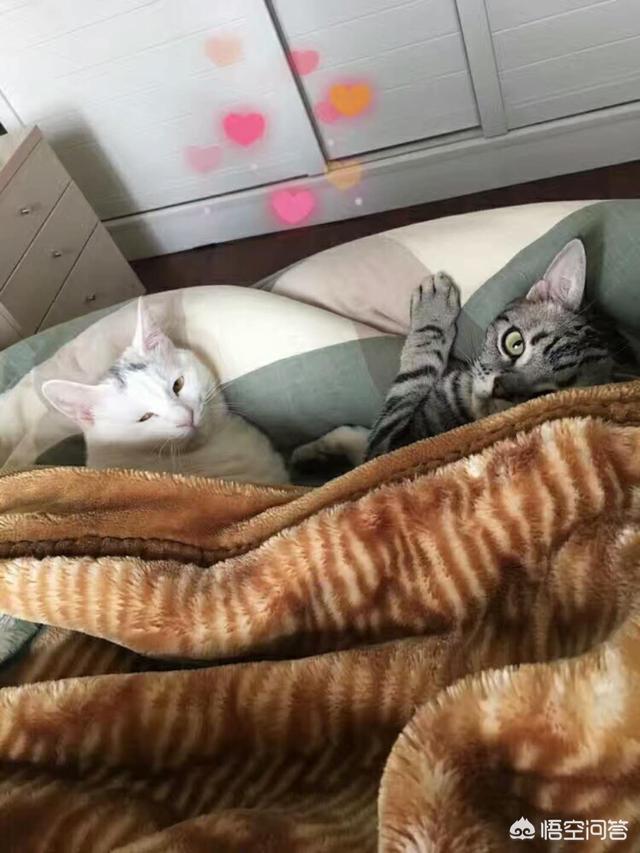 头条问答- 怎么让家里的大猫接纳新来的小猫？(18个回答)