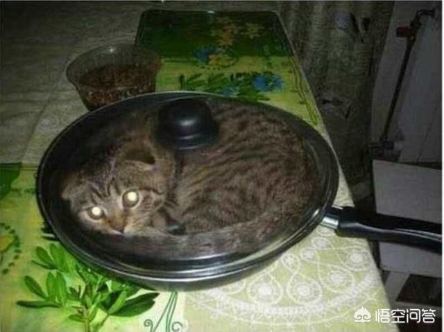 猫咪睡在猫砂盆:猫在什么情况下会拉在猫砂盆外边？