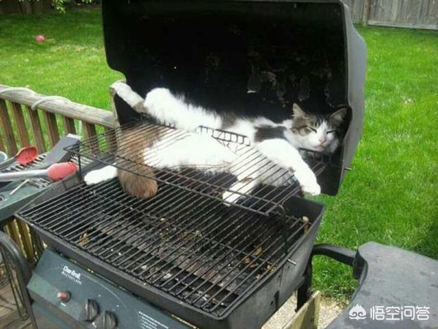 猫咪睡在猫砂盆:猫在什么情况下会拉在猫砂盆外边？