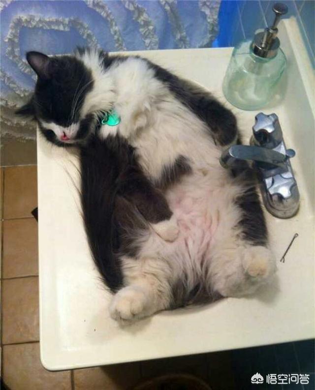 猫咪睡在猫砂盆:猫在什么情况下会拉在猫砂盆外边？