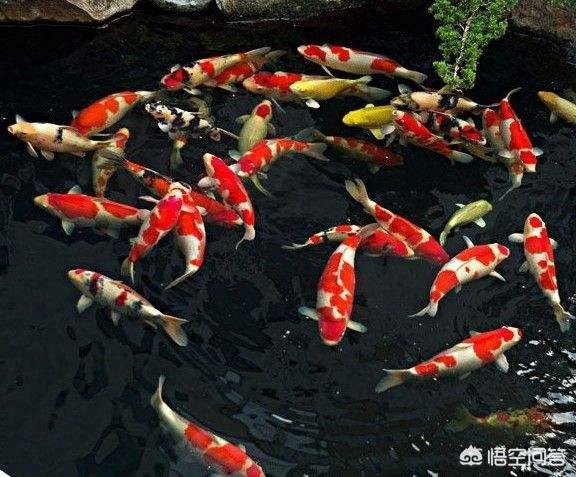 头条问答 鱼缸里的水是茶色的 是怎么回事 如何处理 8个回答