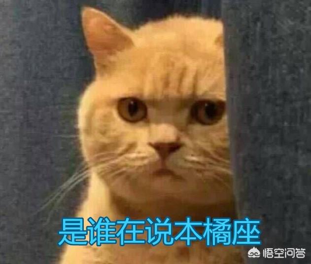 狸花猫是不是小时候都很瘦:中国的狸花猫有什么缺点？