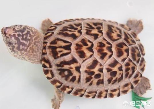 乌龟不吃东西漂浮:乌龟不吃东西不爱动怎么办？