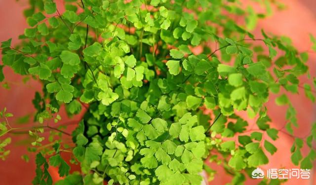 铁线蕨图片:新买的一盆铁线蕨，种植好需要注意什么？