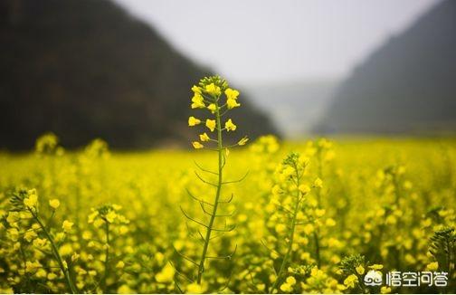 头条问答 花粉过敏者春天应该注意些什么呢 13个回答