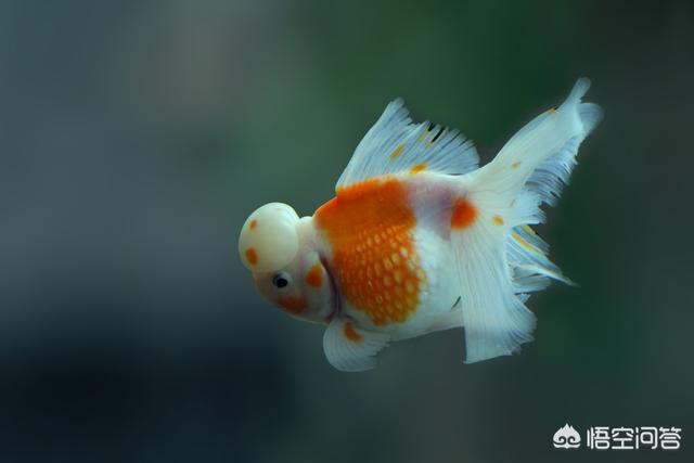 金鱼炸鳞传染其他鱼吗:珍珠金鱼能跟别的鱼混养吗？掉了的鳞能长回来吗？