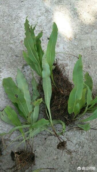 头条问答 - 什么是过桥草?(3个回答)