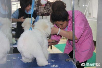 狗狗冲冲冲复赛:为什么狗洗澡比人洗澡贵那么多？