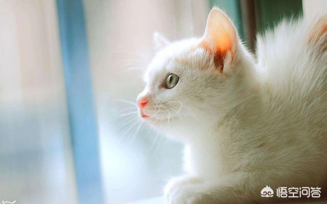 两只超萌猫咪图片:野猫跑到家里生了两只小猫，该怎么办？