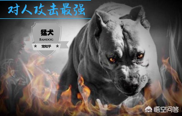 土佐斗犬能养吗:世上攻击性强烈的犬种有哪些？