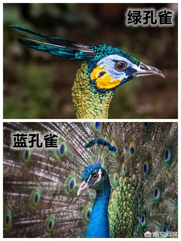 蓝山雀是国家保护动物吗:最近养殖蓝孔雀挺火是炒作还是骗局？