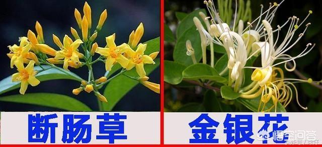 断肠草谜案:武侠剧里的“断肠草”实际上有多厉害？