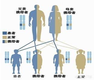 遗传病有哪些:有哪些遗传病“重男轻女”？