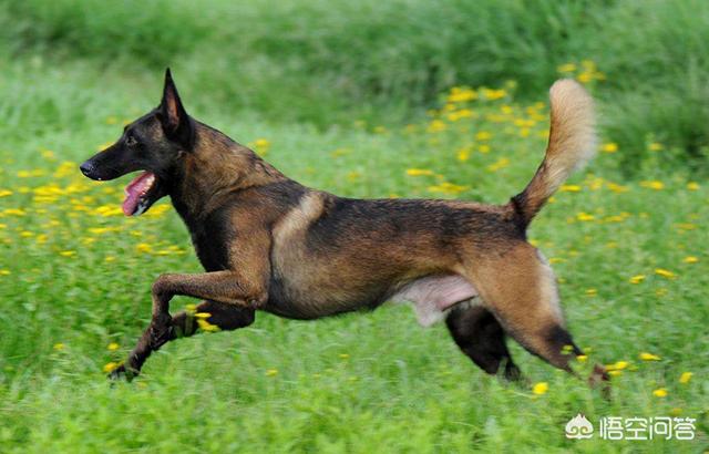 罗得西亚背脊犬打架视频:年龄相仿的罗威纳与马犬打斗，谁更有胜算？