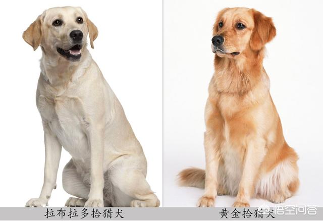 psp黄金猎犬:明星和黄金猎犬 黄金猎犬和拉布拉多怎么区分？