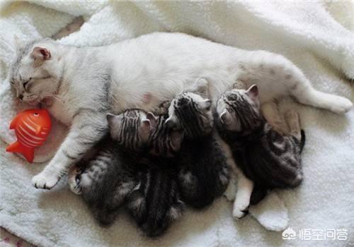 疯猫:家里的幼猫一吃完东西就跟发疯了一样，会是什么原因？