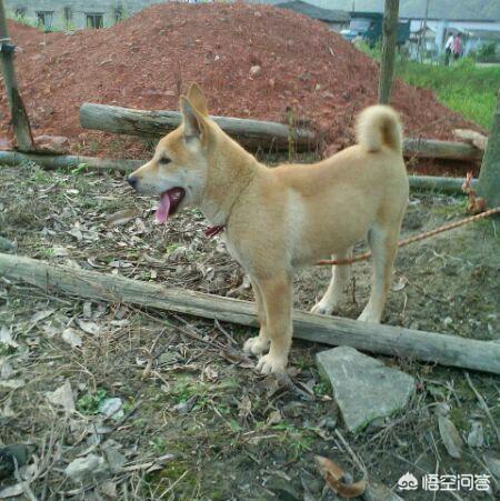 中华田园犬图片简笔画:想养好中华田园犬，要做到哪些事情？