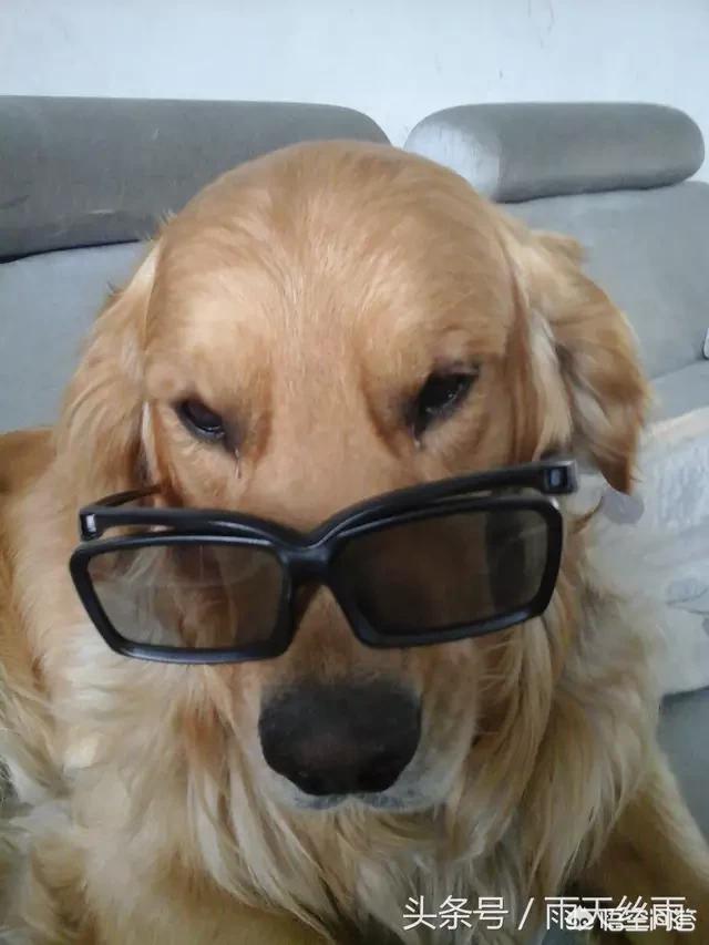 人和狗分开之后，狗狗还会记得以前的主人吗？插图9