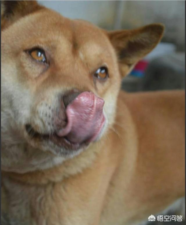 人和狗分开之后，狗狗还会记得以前的主人吗？插图63