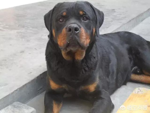 人和狗分开之后，狗狗还会记得以前的主人吗？插图6