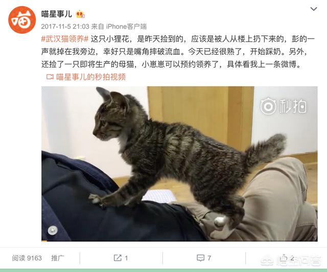 宿舍里怎么养猫:想在宿舍养宠物，养什么宠物好？