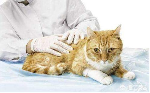 猫耳朵里面黑色的硬块:怎么知道猫咪耳朵里有没有耳螨？