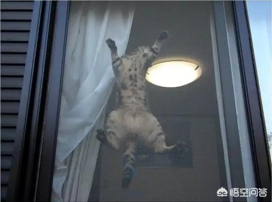 买猫别墅好还是猫爬架:为什么高层养猫要封窗封阳台？