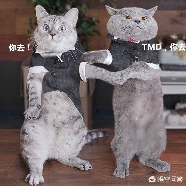 猫咪猎手:为什么高层养猫要封窗封阳台？