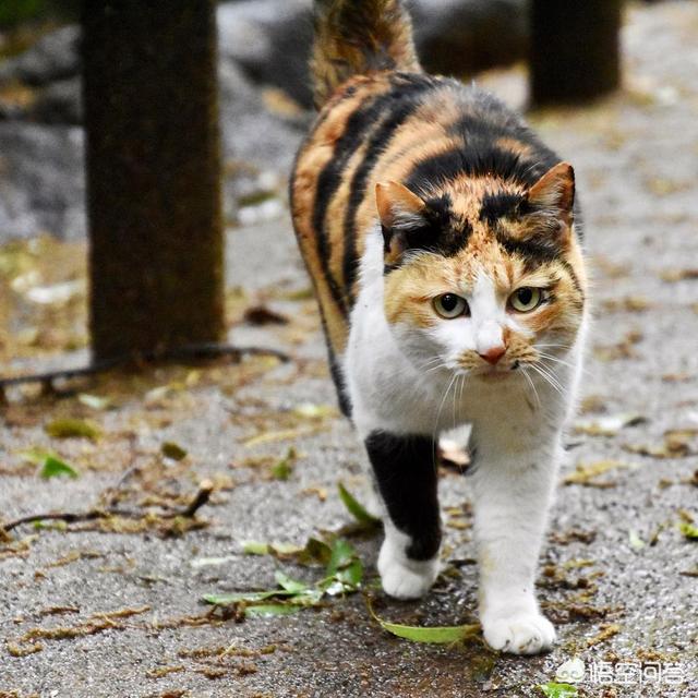 领养猫咪:领养猫过程中，你有没有遇到什么骗局？有什么需要注意的？