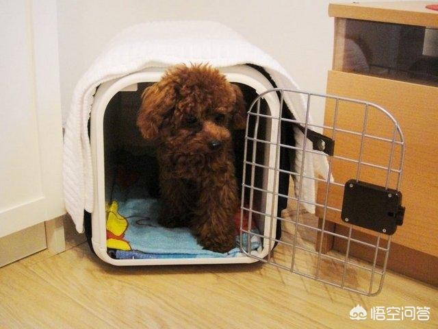 如何训练狗关笼子不叫:怎么解决家里没人时，狗一直叫的问题？