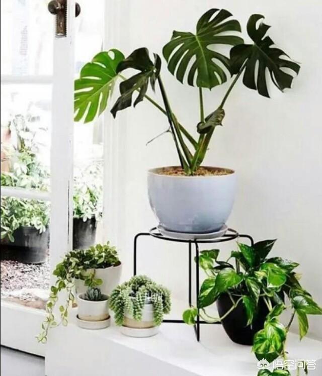 头条问答 现在非常流行北欧风 有没有朋友知道北欧风的植物有哪些 5个回答