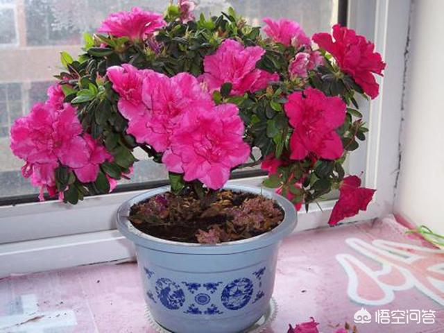 四季杜鹃花夏天怎么养:杜鹃花怎么养才能到明年继续开花？