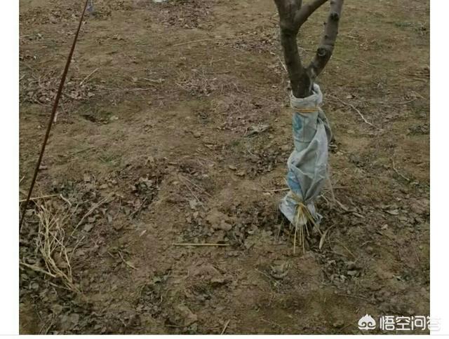 寄生虫的防治漫画在线:种植谷子，易发生粘虫危害，要如何防治呢？