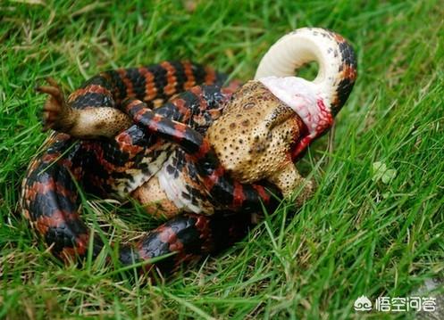 赤链蛇(dinodon rufozonatum)是蛇亚目游蛇科链蛇属的一种,又称火赤练