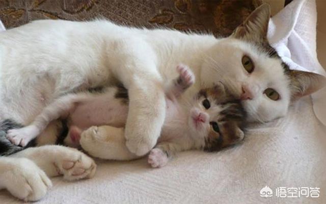 猫咪产后缺乳怎么办:猫咪刚生完孩子两个星期，突然间就不吃饭了，是怎么回事呢？