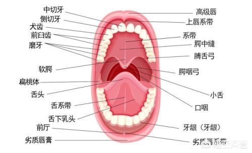 牙齿分为哪几种图一共几个图片:人有多少颗牙，有哪些功能？