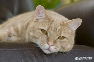 猫牙结石症状:猫牙结石症状图片 如何判断猫咪进入老年期？