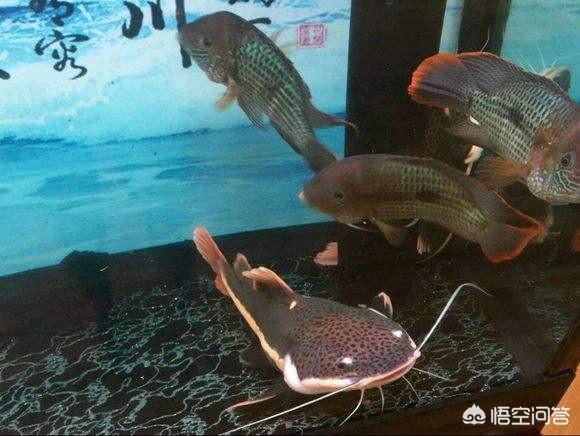鹦鹉鱼图片:观赏鱼进入新鱼缸要多久才适应？