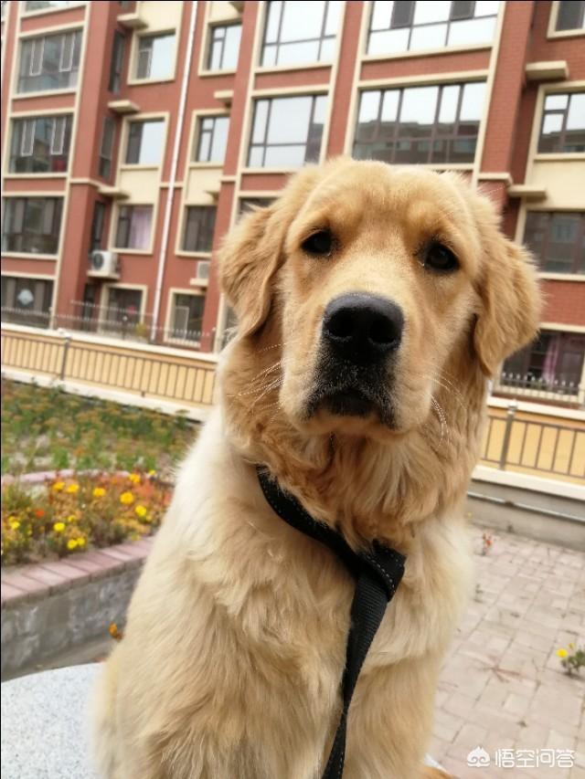 宠物知识大全:养宠知识：狗狗腿瘸了多久自愈？