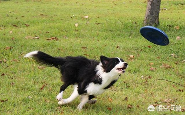 石家庄警犬图片:最不适合做警犬的四种狗，二哈上榜情理之中，但土狗为何也上榜？