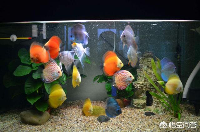 热带淡水观赏鱼的种类图片:养哪种热带观赏鱼水中风景最秀美？