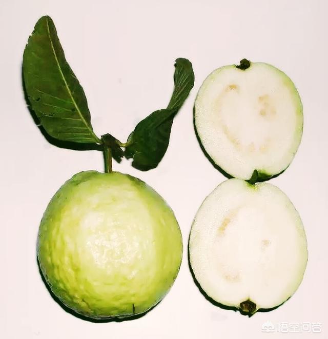 头条问答 - 台湾的四季梨是番石榴吗?(3个回答)