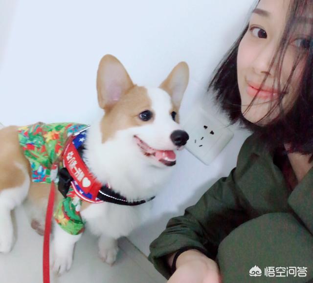 人和狗分开之后，狗狗还会记得以前的主人吗？插图36