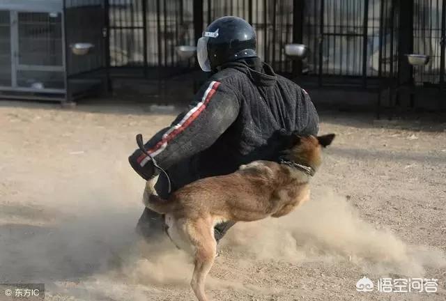 洛威拿犬百科图片:年龄相仿的罗威纳与马犬打斗，谁更有胜算？