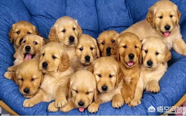 人和狗分开之后，狗狗还会记得以前的主人吗？插图3